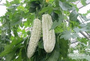 吃瓜会能量流失吗  第1张